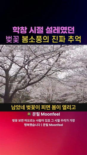 학창 시절 설레였던 벚꽃 봄소풍의 진짜 추억 #학창시절 #벚꽃 #봄소풍 #추억 #감성 #벚꽃감성 #그때그시절 #힐링음악 #문필 #shorts