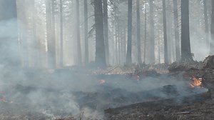 13K views · 123 reactions | Battalion Chief Jennifer Renner discusses CAL FIRE’s Fuels Treatment Effectiveness Dashboard, a resource helping firefighters and the public see the impact of these projects. Chief Renner explains how the data is collected to describe how fuels reduction is protecting communities, people, and natural resources across California. Access the dashboard here: https://bit.ly/fueltreatmentdash #FuelsTreatment #employeespotlight | CAL FIRE | Facebook