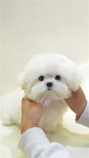 Korea premium teacuppuppies on Instagram: "🤍The Perfect Maltese Boy🤍 With a short nose, short body, and large eyes, he will grow into a top-quality Maltese, weighing 3-4 pounds when he becomes an adult👍💯 Our store is a renowned, honest, and trustworthy pet store. We operate six specialized veterinary hospitals, ensuring all puppies receive thorough health checkups. 🏥🩺🔬🩻🏥 📍Our store is located in Korea🇰🇷 Based on our extensive experience transporting pets internationally, we provide a