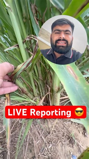 Tillers देख लो 👆