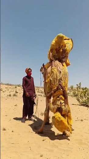 Camel Shocking 😮 #camel #camels #camelslife