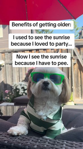 Benefits of getting older 😂 #funny #humor #comedy #laugh #oldies | Hunter the Bounter