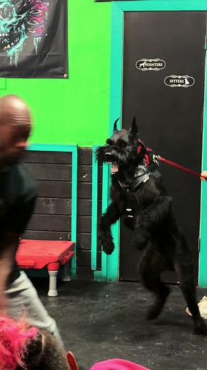Giant Schnauzer Getting Meaner