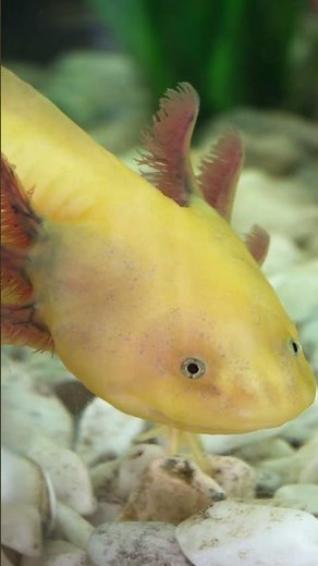 10 Amazing Axolotl Facts for Kids | Fun and Fascinating Facts About Axolotls! #axolotl #axolotllove