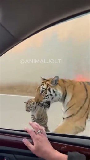 Tiger Runs Beside Car and Hands Over Cub During Wildfire 😳🔥🐯 #shorts