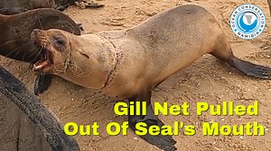 2.5K views · 272 reactions | Gill nets are illegal in many parts of...