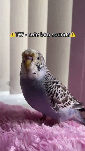 Happy Blue Budgie Chirping | Budgie Sounds Compilation
