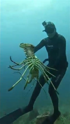 Secret Trick for Catching Lobster#Fishing#Shorts