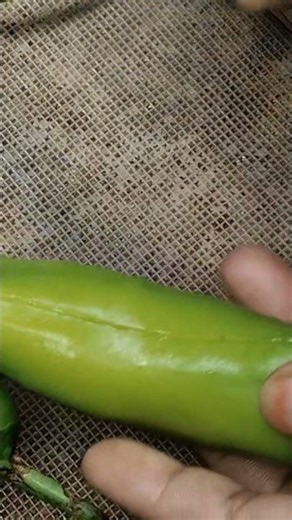 mircha bhajiya recipe 😋👌 || aloo stuffing mircha bhajiya