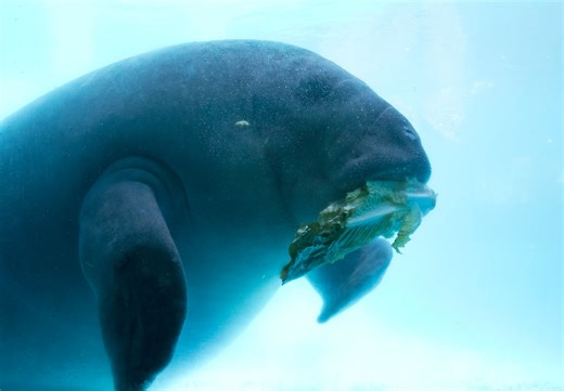 Watch as manatee swims at the Jersey Shore in a very rare sighting
