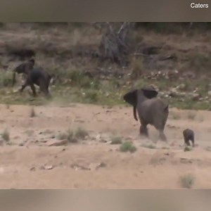3M views · 2K reactions | These elephants leaped into action when these wild dogs came near their baby!   | Daily Mail Australia | Facebook