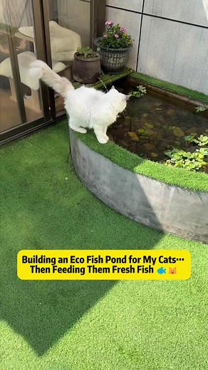 Building an Eco-Friendly Fish Pond for Cats