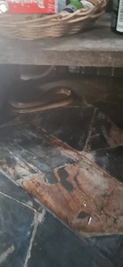 Käärmekkin on kiinnostunut saunasta. Käärme oli rottakäärme eikä kukri kuten ensin arvelin. Molemmat on vaarattomia ihmiselle. The snake is also interested in the sauna. The snake was a rat snake and not a kukri as I first thought. Both are harmless to humans. | Arkista elämää Thaimaassa