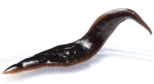 Concerning flatworm species discovered invading backyards in Southern U.S.