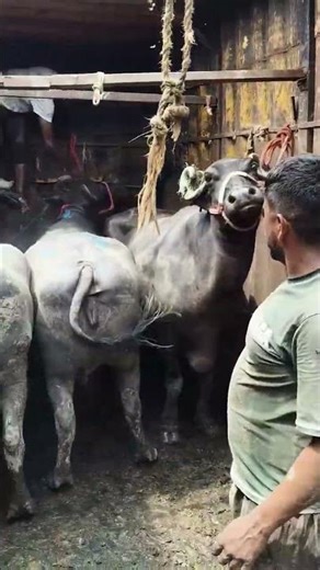 Title: Loading the Buffalo Herd