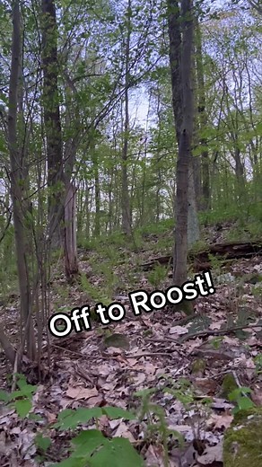 Up close and personal! #roost #turkeyseason #turkeyhunting #springgobbler #fyp #klukcustomcalls #customcalls #callmaking #outdoors #madeinusa #longbeard