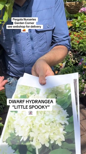 7.8K views · 193 reactions | #addWEBSHOP...