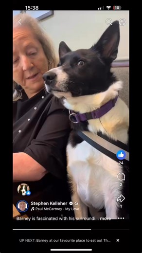 Barney compilation enjoy and relax for a minute. | Stephen Kelleher