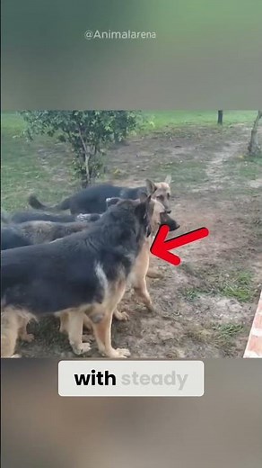 German Shepherd Dad Stops the Fight Instantly! 😳🐕
