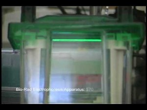 Demystifying SDS-PAGE