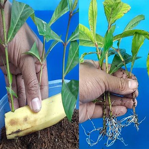 Growing Ixora Plants Cutting In A Banana || Best Ixora Rooting Hormone | Rana Craft