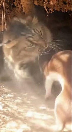 The "Versus" Style (Best for Search): Bobcat vs. Weasel: VICIOUS Underground Fight! 😱⚔️