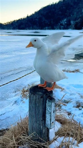 Duck so cute #remix #naruto #anime #music #edm #duck #gachua #アヒル #cute #funny #callduck #petduck