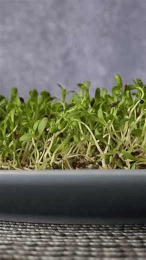 clip-4030200093-growing-microgreens-indoors-simple-setup-healthy-nutrition