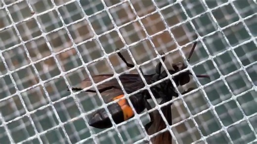 2.6K views | Guam is making its mark in the scientific community with a new study that reveals the devastating invasion of the greater banded hornet and its impacts to the local honey bee colonies. Local beekeepers and Guam’s state entomologist have warned for years that this hornet was a threat, and now, research shows just how serious the impact is. | KUAM News | Facebook