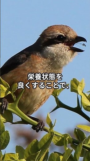 はやにえは保存食？不思議なモズの習性
