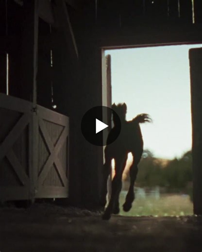 #clydesdales #superbowllx | Sam Howard