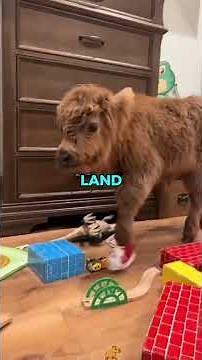 Would a Highland Cow Make a Good Pet? | Pets Rated 🐮🤔