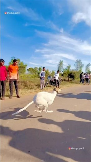 Kolhapur dog race 🚀😱 || kolhapur dog racing / dog race maharashtra || #shorts #arfyads