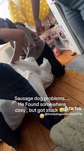 Dog Fail #funny #dog #dogsoftiktok #funnydog #funnytiktok #dogs | funny dog videos