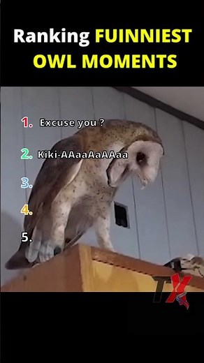 Funniest Owl Moments Ever 🦉😂 | You Won’t Stop Laughing! #shorts
