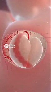 How baby growth part 2 #3danimation #animation #growth