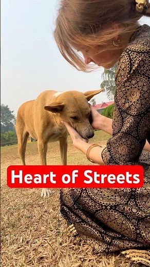 Street Dogs of India: More Than Just Animals on the Road