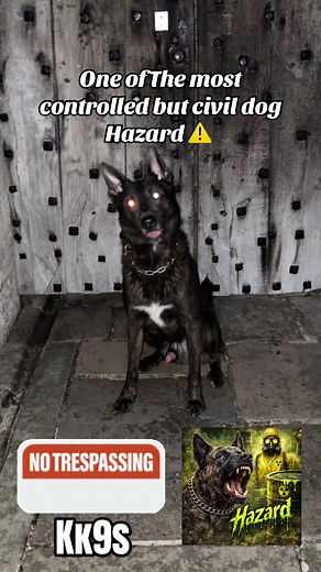 One of the most civil controlled dogs you will ever meet hazard ⚠️ from kk9s #fyp #protection