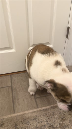 Post-Bath Drying Tips for English Bulldogs