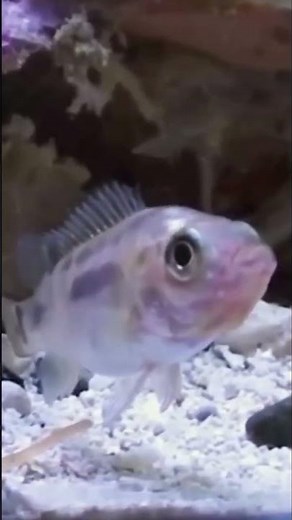 ஆபத்தான கடல் நத்தை || Most Venomous Cone Snail || Tamil Info Share #shorts