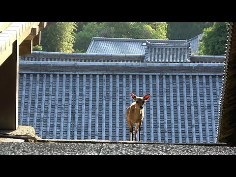 【4K】松尾寺～奈良公園 Matsuodera Temple - Nara Park (Nara, Japan) (2022)