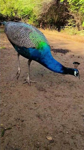 મોર આટલો નજીકથી ક્યારેય નહીં જોયો હોય 😱😱