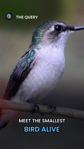 Meet the Smallest Bird Alive (It's NOT What You've Heard) #Shorts