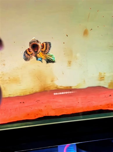 Investasi yang bikin betah bengong berjam-jam depan tank😍🔥. #snakehead #channa #ikanpredator #predatorfish #ikanhias #aquarium #fishtank #hobby #keepers #aurantimaculata