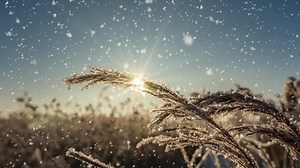 A winters scene animation with cars driving slowly down a snow-covered road and leaves falling gently from the trees. video loop