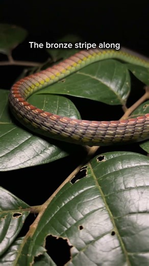 Elegant Bronzeback in Singapore