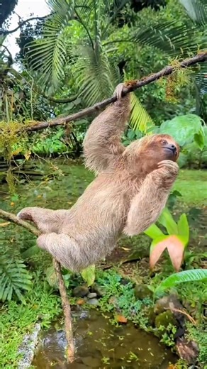 Beautiful Sloth Videography😍 #sloth #slothsquad | It’s a ducky thing