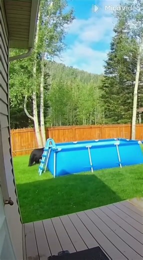 A bear came to swim in the backyard pool 🐻