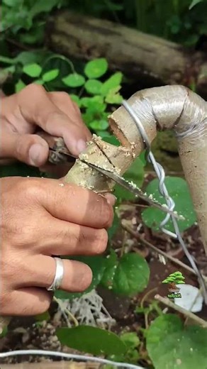 The process of shaping tree branches #craft #work