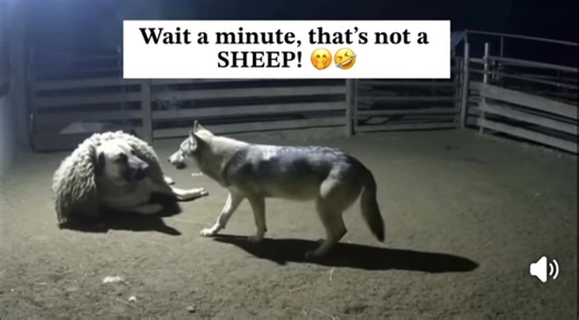 A dog in sheep's clothing? 😁 | The Leah and Blair Slog